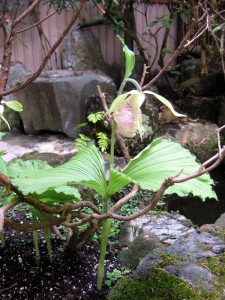 産女観音の熊谷草