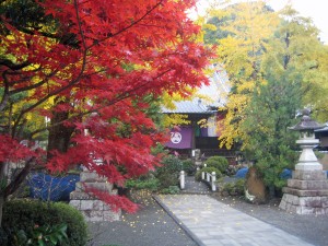 参道からの紅葉 1