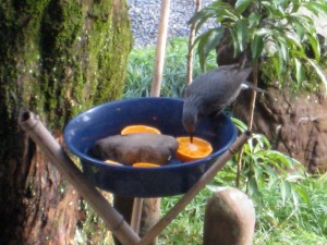 餌台のヒヨ